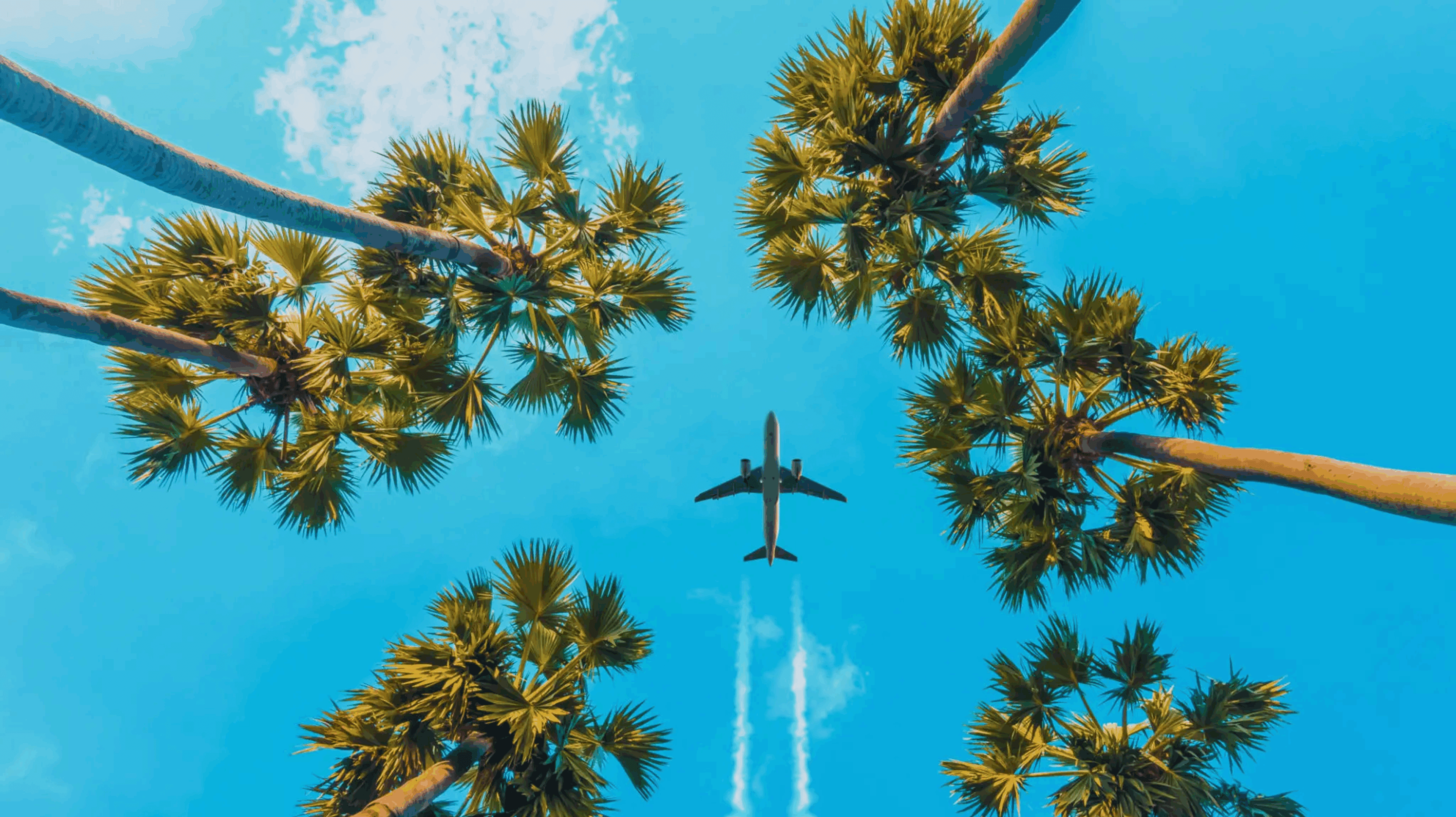 Airplane flying overhead framed by tall palm trees against a clear blue sky.